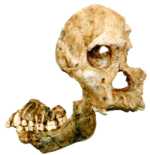 Skedels wat by Sterkfontein ontdek is
