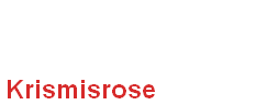 Krismisrose